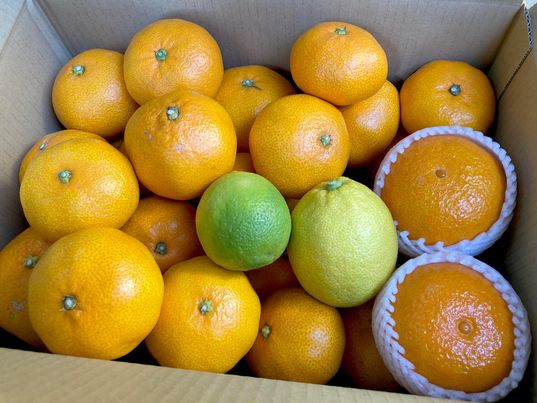 今が一番柑橘の種類がたくさんあります