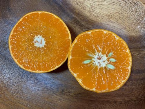 愛媛県の柑橘、厳選３種セット（せとか・たまみ・はるみ）限定販売！