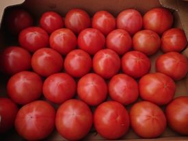 感動する美味しさの岩城島トマト販売開始しました！