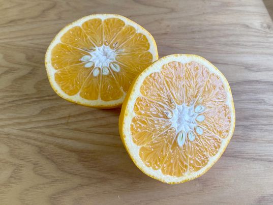 さわやかな柑橘、サンフルーツ新発売！