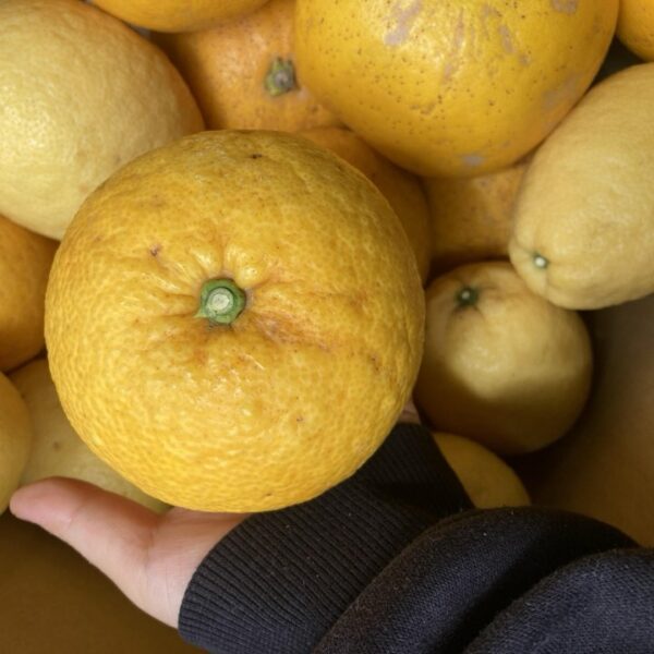 送料込み！春柑橘セット（１０キロ箱）販売開始しました！