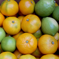 お得な送料込みのみかんセット販売開始しました🍊