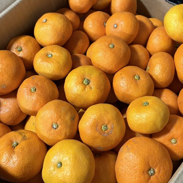 ハウスみかん「極」、発売中です！
