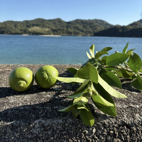 海が見えるレモン畑