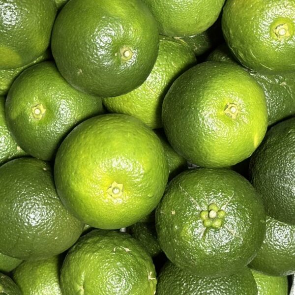 橙（だいだい）が入荷しました！