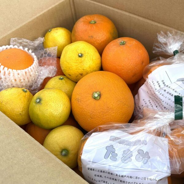 美味しい柑橘、続々入荷中です！