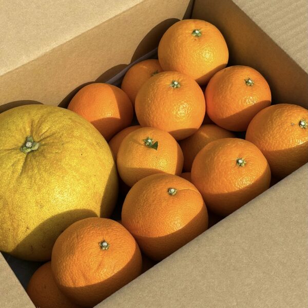 旬のアソートセット、好評発売中です！