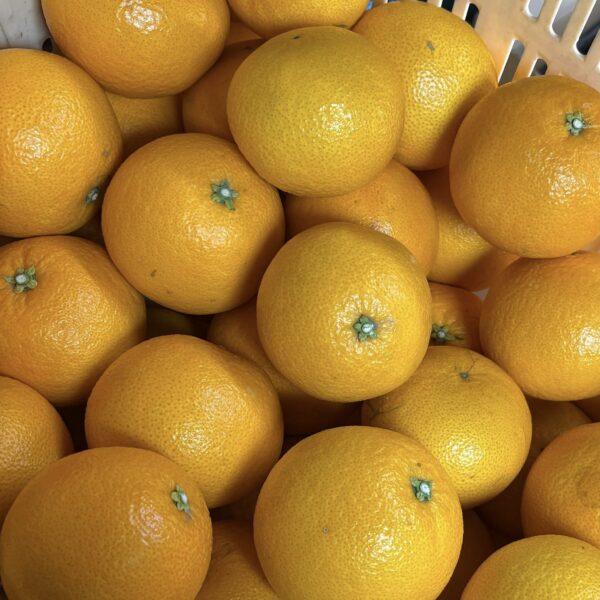 美味しい柑橘、続々入荷中です！