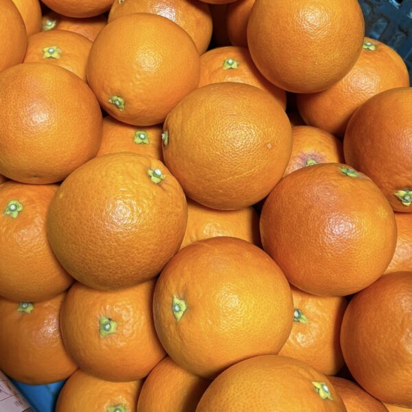 ブラッドオレンジ、好評発売中です！