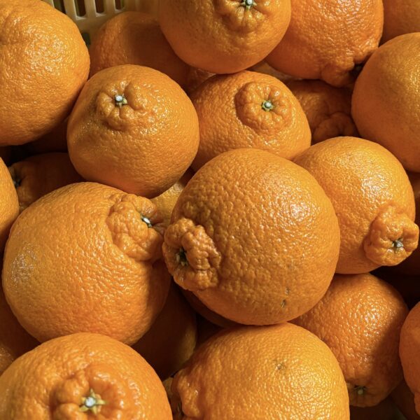 美味しい柑橘、続々入荷中です！