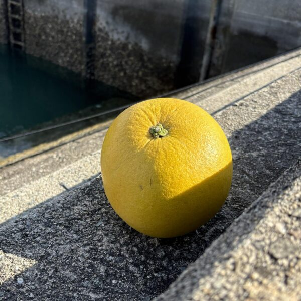 晩白柚、発売開始しました！