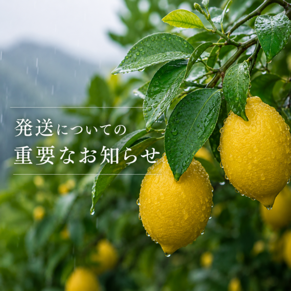 ⚠️発送についての重要なお知らせ⚠️